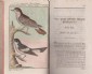 Buffon, Vögel. Bd. 14 d. Wiener Ausgabe