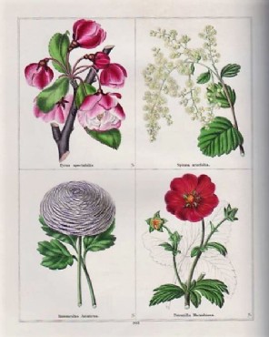 MAUND, Botanic Garden. Vol.13 v. 1850