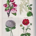 MAUND, Botanic Garden. Vol.13 v. 1850
