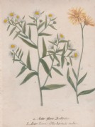 ASTERN, Kupferstich v. 1735