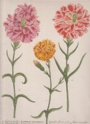 NELKE. Kupferstich v. WEINMANN, 1735