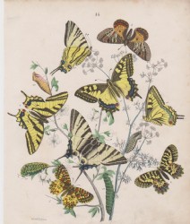 SCHWALBENSCHWANZ, SEGELFALTER, Kolor. Lithogr.