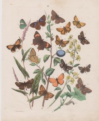 SCHMETTERLINGE, altkolorierte Lithographie