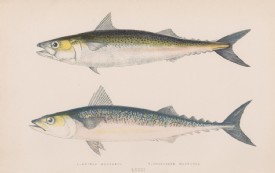 MAKRELEN, Farbholzstich, um 1870