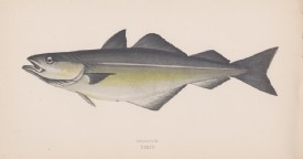 SEELACHS, Orig. Farbholzstich, um 1870