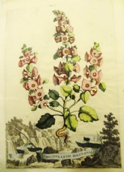 MELISSE, altkolor.Kupferstich v. A. Munting, 1696