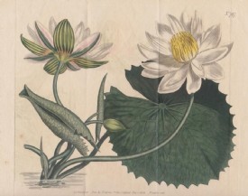 LOTUS, altkolorierte Radierung/Kupferstich, 1804