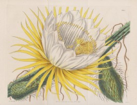 KAKTUS, Altkolorierte Radierung b. Curtis, 1835