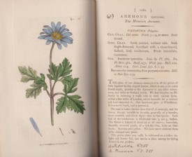 SMITH, English Botany m. 72 Kupfertafeln, 1802