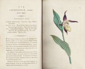 SOWERBY, English Botany. Vol. I. 1790