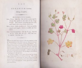 SOWERBY, English Botany. Vol. II. 1793