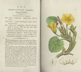 SOWERBY, English Botany. Vol. IV. 1795