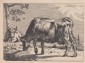 POTTER, Paul, Kühe. Orig.Radierung, um 1650
